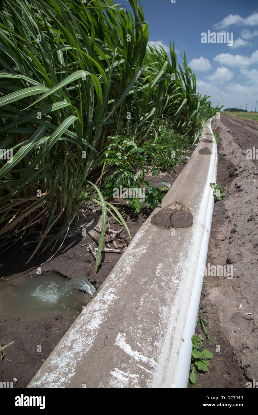Monte Alto, Texas - einer bewässerten Zuckerrohrfeld. Das Wasser für die Bewässerung stammt vom Fluss Rio Grande. Stockfoto