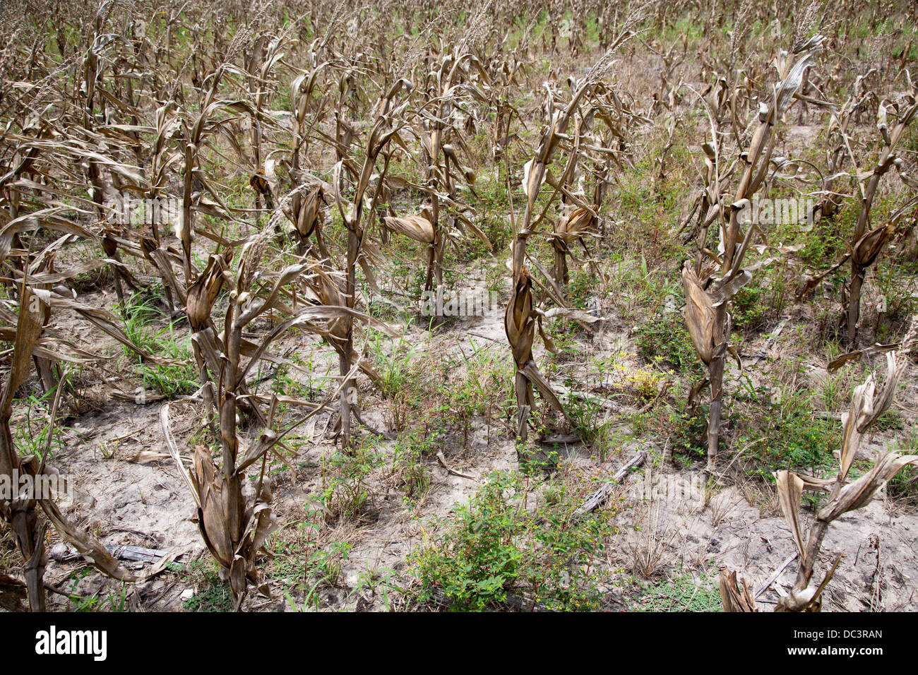 Premont, Texas - Mais-Feld von Texas Dürre betroffen. Stockfoto