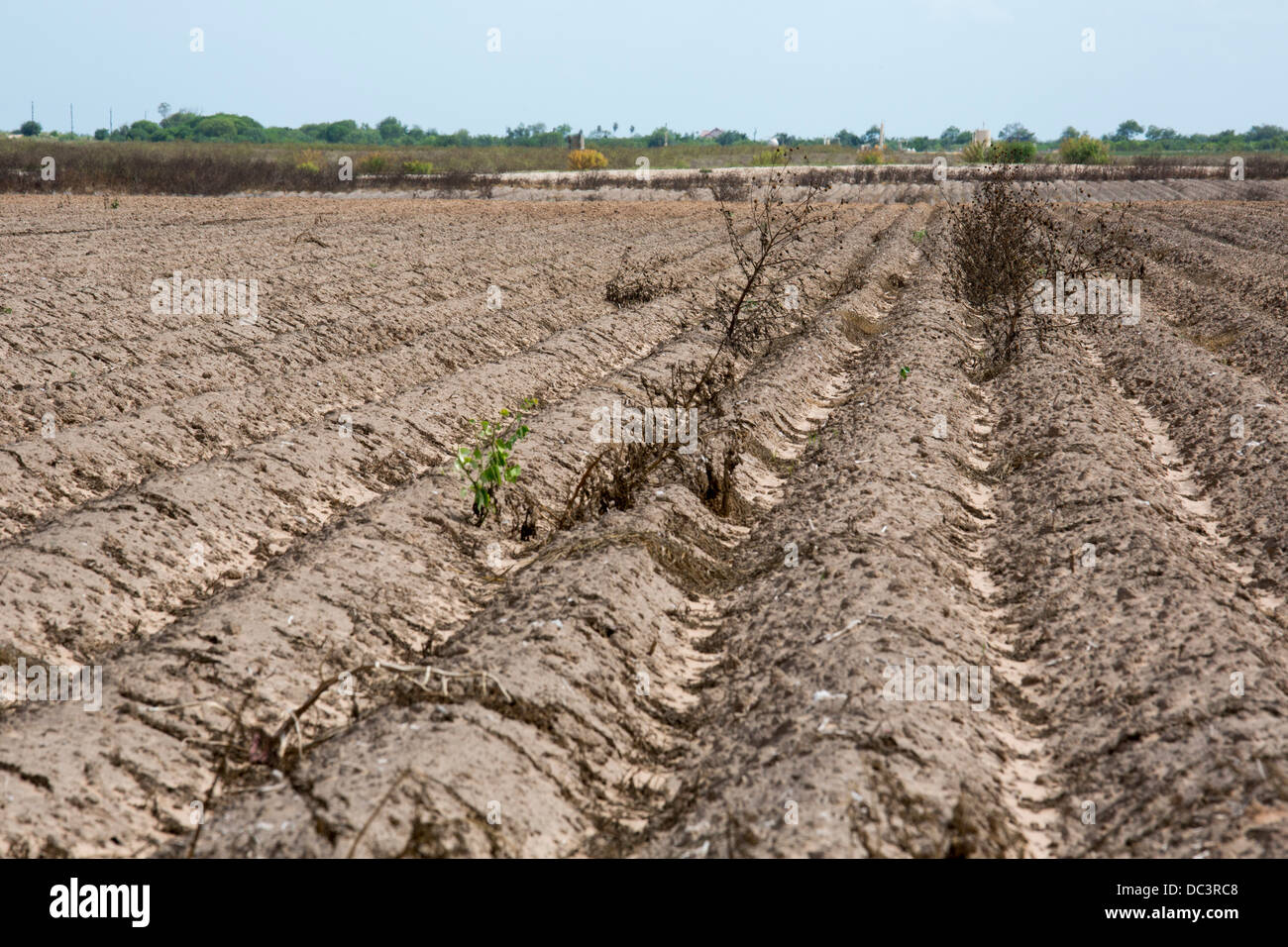 Raymondville, Texas - unbepflanzten Hof-Feld in den Rio Grande Valley, eine Fläche von anhaltenden Dürre betroffen. Stockfoto
