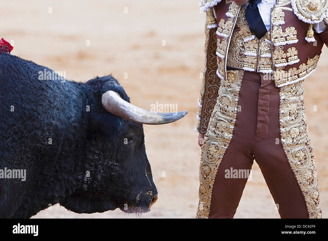 Stierkämpfer ganz in der Nähe der Stier, Andalusien, Spanien Stockfoto