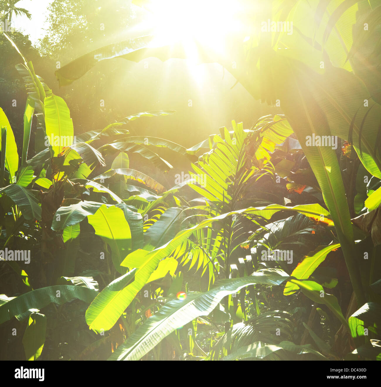 Dschungel Stockfoto