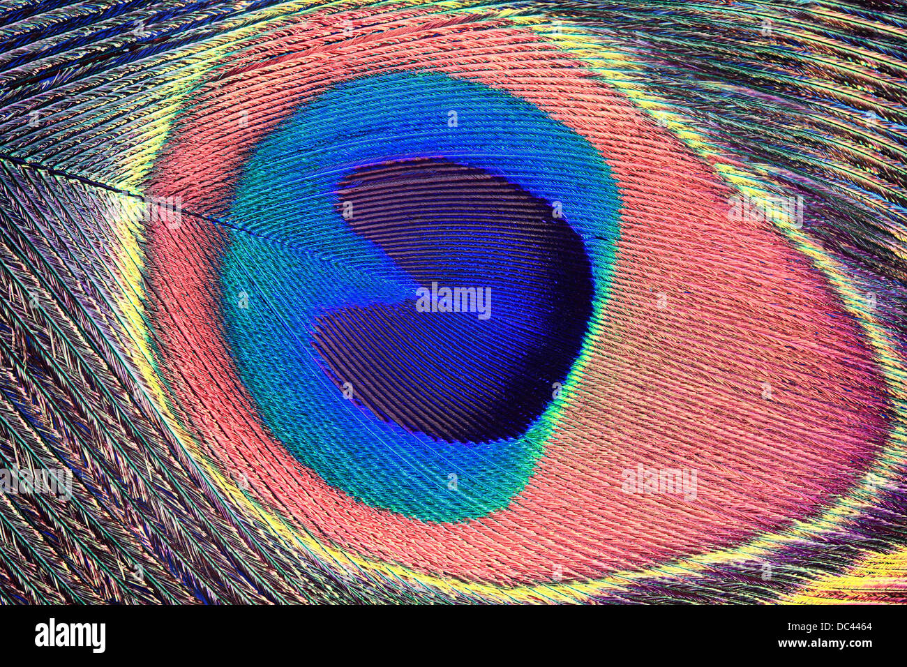 Peacock Feather Auge Stockfoto