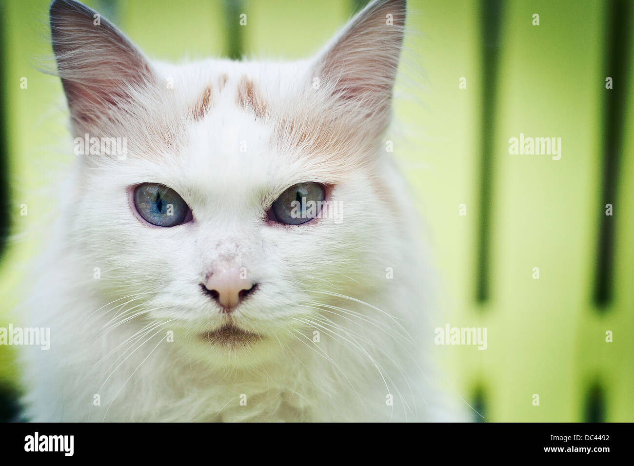 Eine langhaarige weiße Katze mit stechend blauen Augen auf grünem Hintergrund Stockfoto