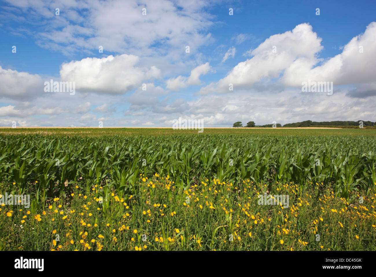 Agrarlandschaft im Sommer mit jungen Maispflanzen und wilden Falken-Bart unter bewölktem Himmel Blau Blumen Stockfoto