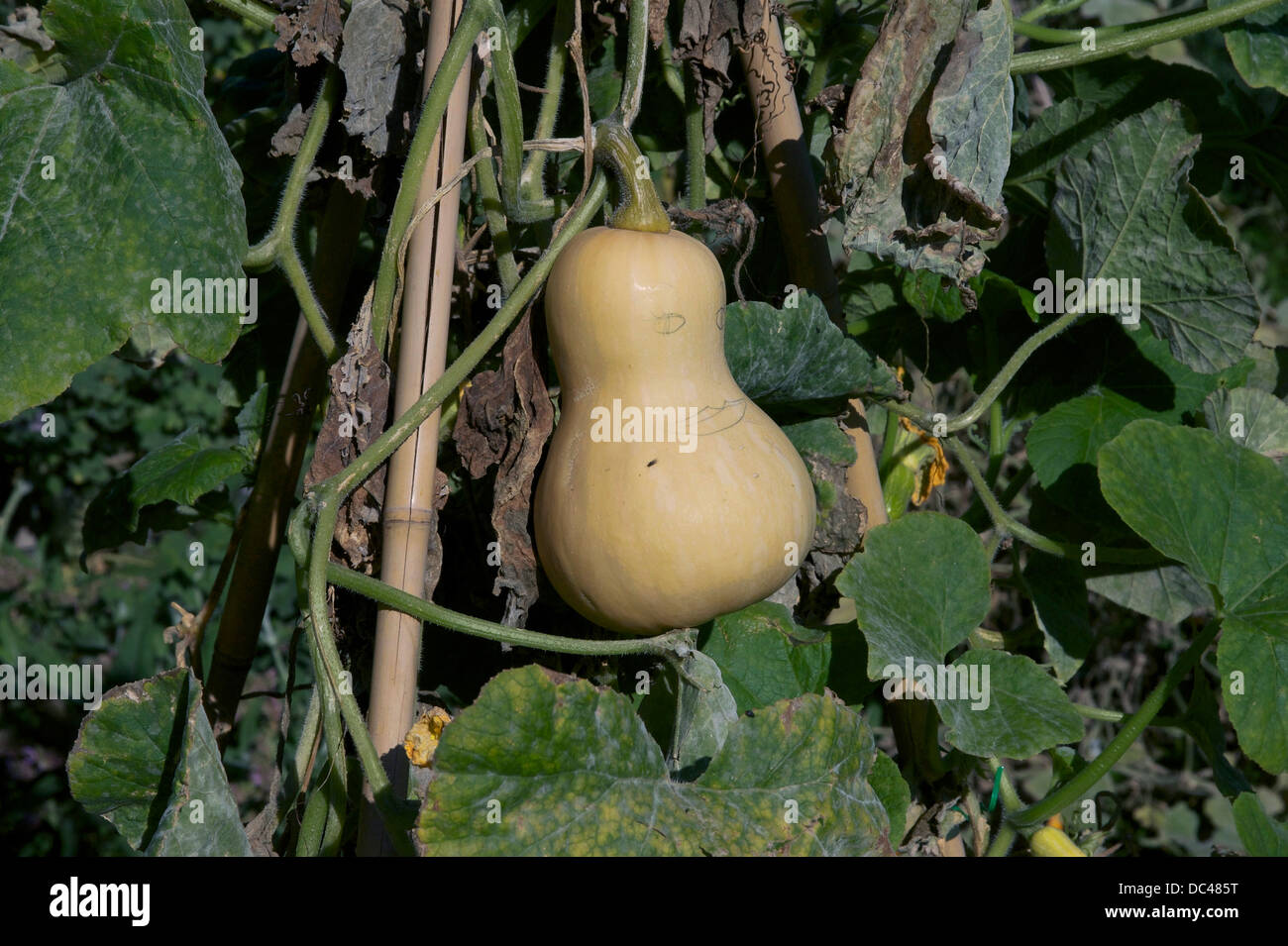 Butternut-Kürbis. Sorte "Zenit". Cucurbita moschata Stockfoto