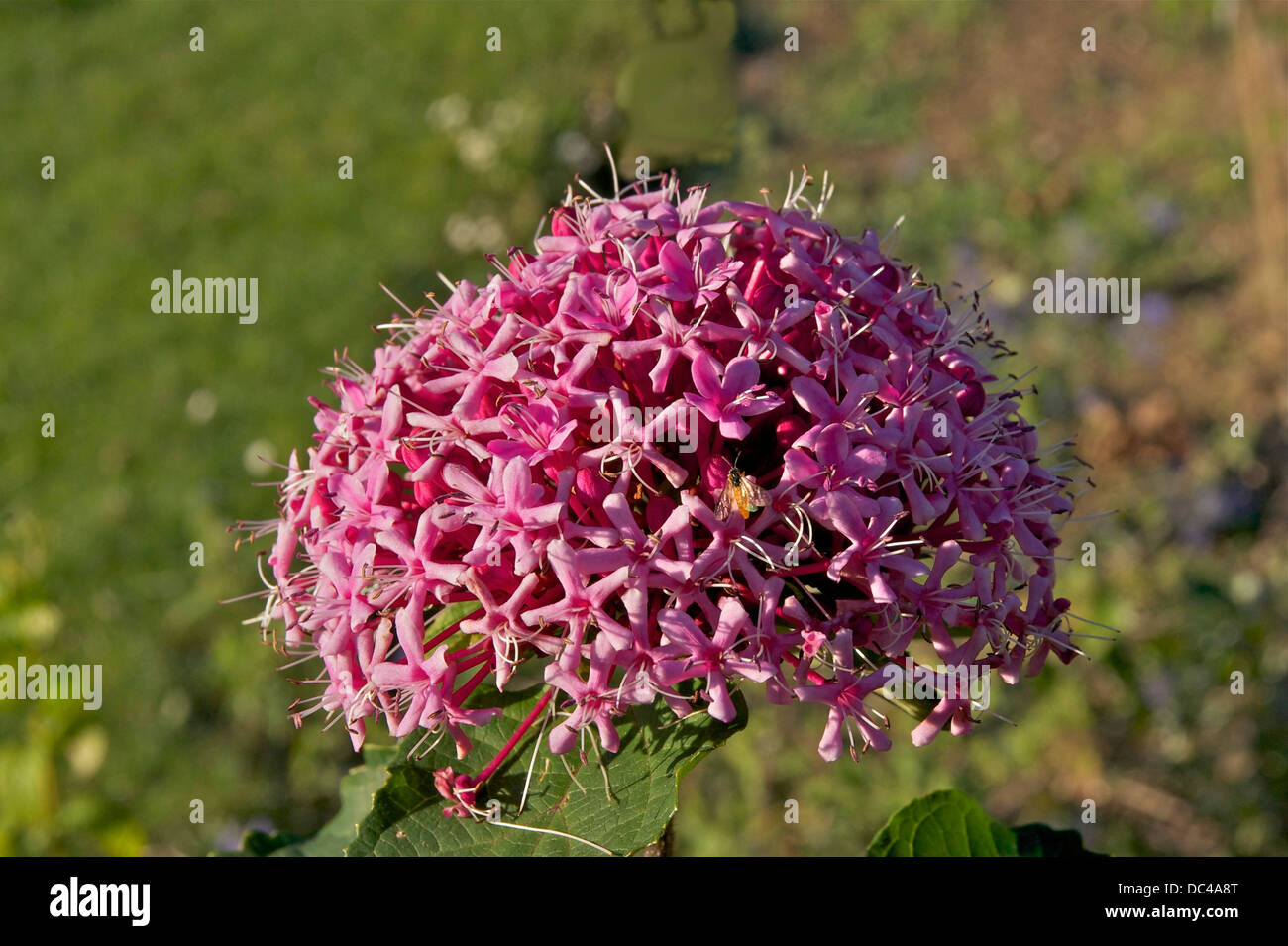 Clerodendron, Clerodendrum Bungei Stockfotografie Alamy