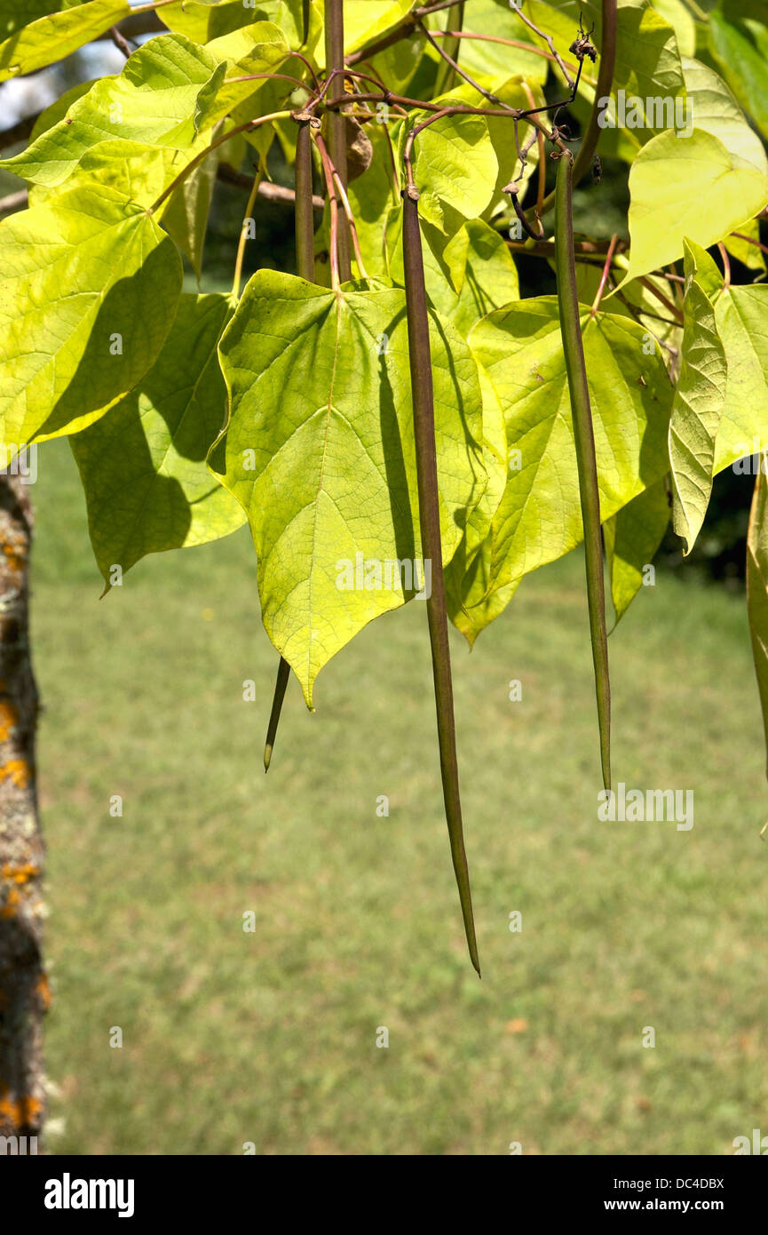 Blätter und Früchte von Catalpa Bignonioides (südliche Catalpa) Stockfoto