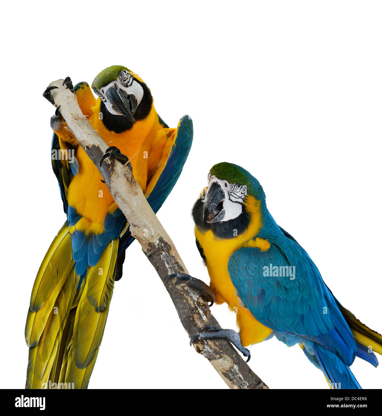 Blau-Ara Papageien auf weißem Hintergrund Stockfoto