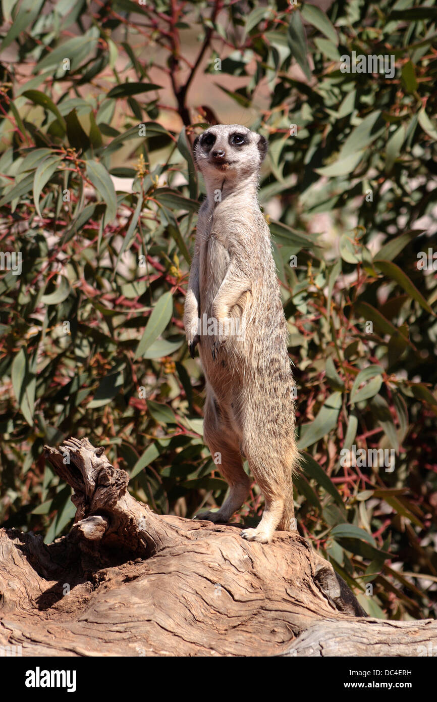 Die Erdmännchen oder Suricate, Suricata Suricatta ist ein kleines Säugetier aus der Familie der Mangusten. Stockfoto