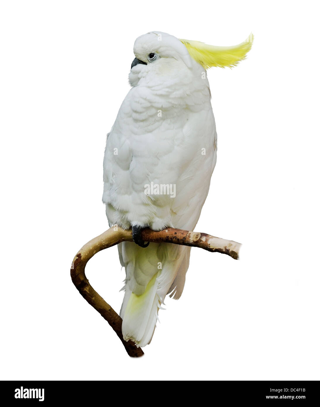Gelb-Crested Cockatoo auf weißem Hintergrund Stockfoto