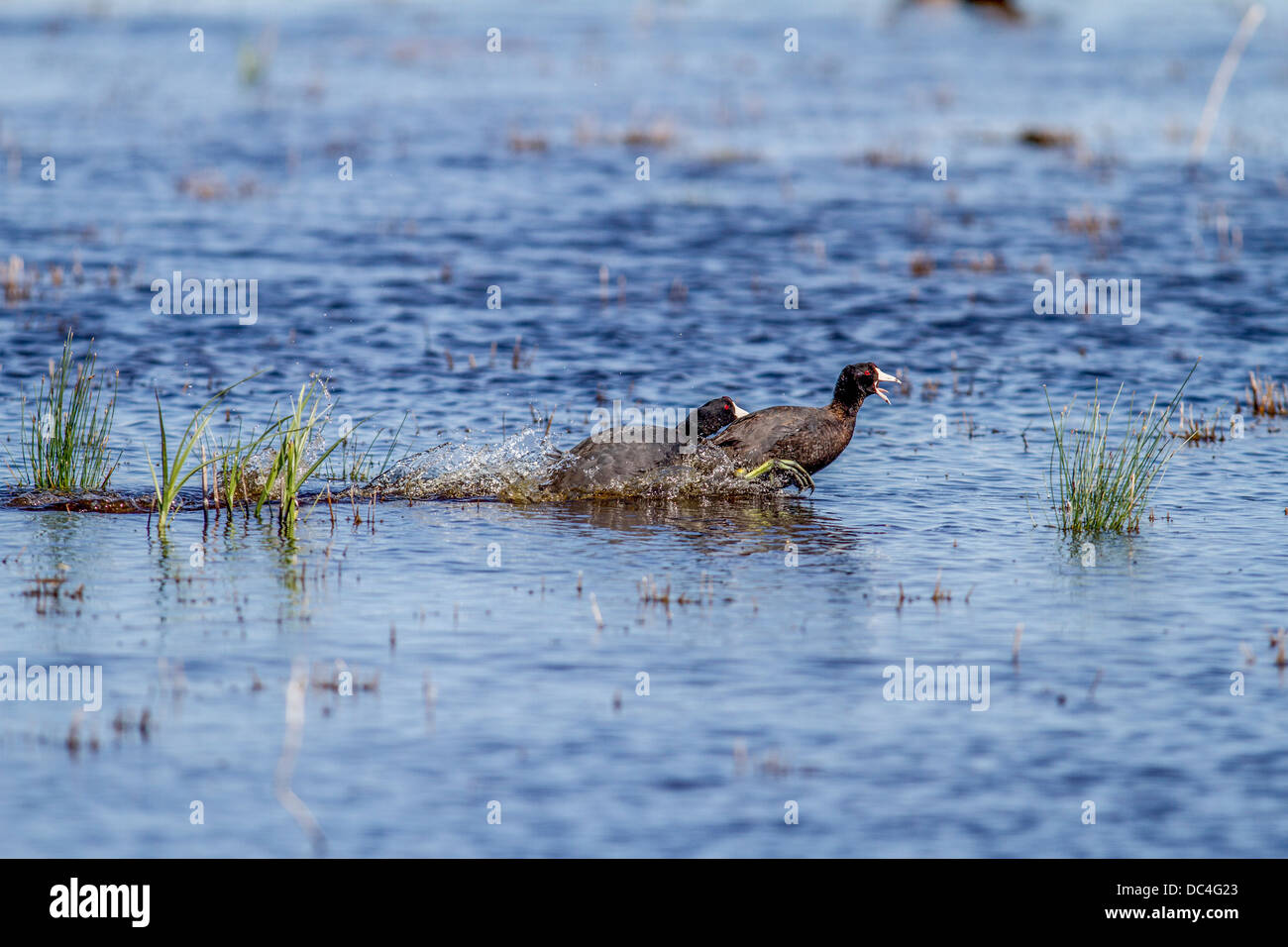 Amerikanisches Blässhuhn (Fulica Americana) männliche jagen Weibchen während der Paarung Verhalten, Frank Lake, Alberta, Kanada Stockfoto