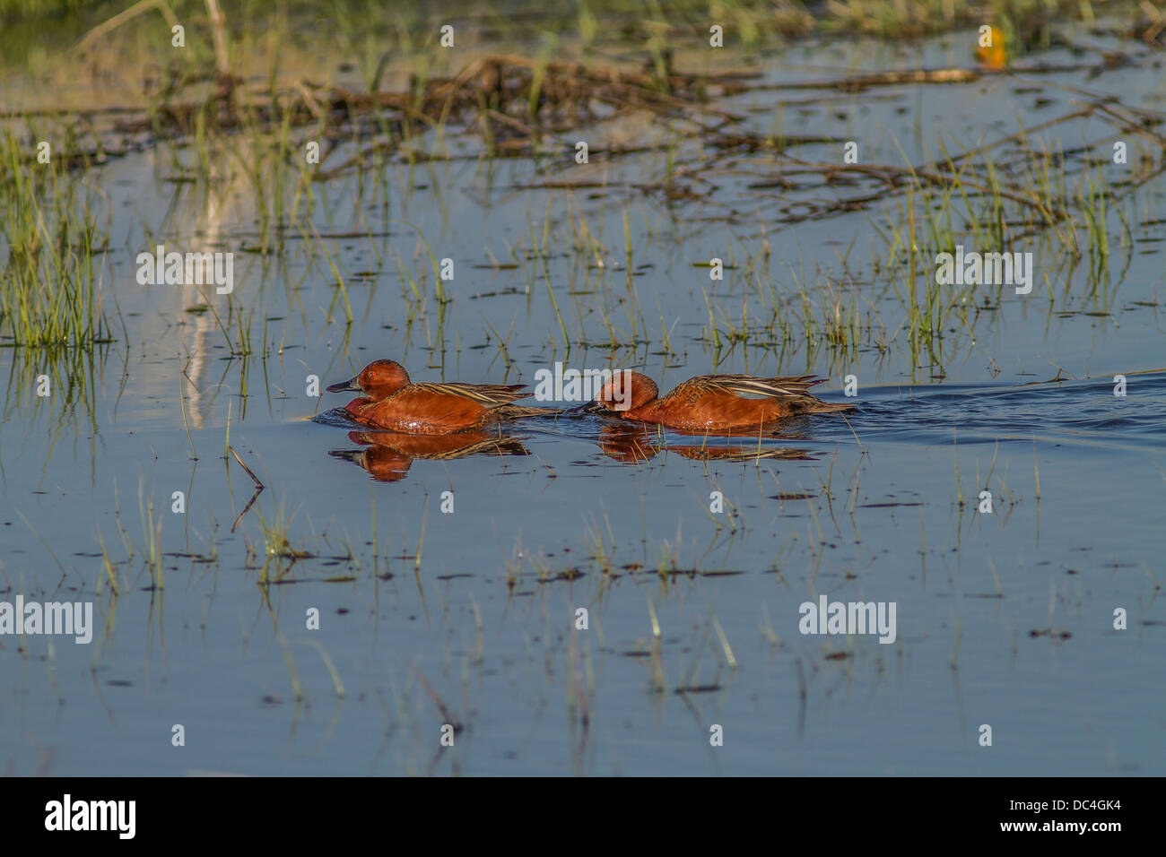 Zimt Krickente (Anas Cyanoptera) schwimmen in Slough in der Nähe von Calgary, Alberta, Kanada Stockfoto