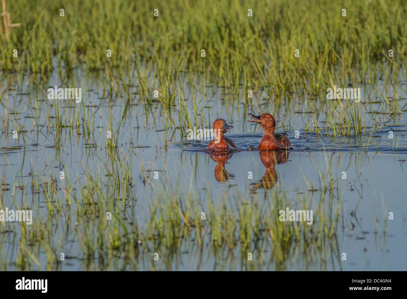 Zimt Krickente (Anas Cyanoptera) Paarungsverhalten in Slough in der Nähe von Calgary, Alberta, Kanada Stockfoto