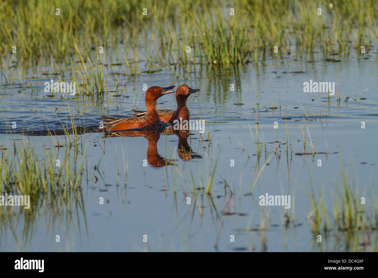 Zimt Krickente (Anas Cyanoptera) Paarungsverhalten in Slough in der Nähe von Calgary, Alberta, Kanada Stockfoto