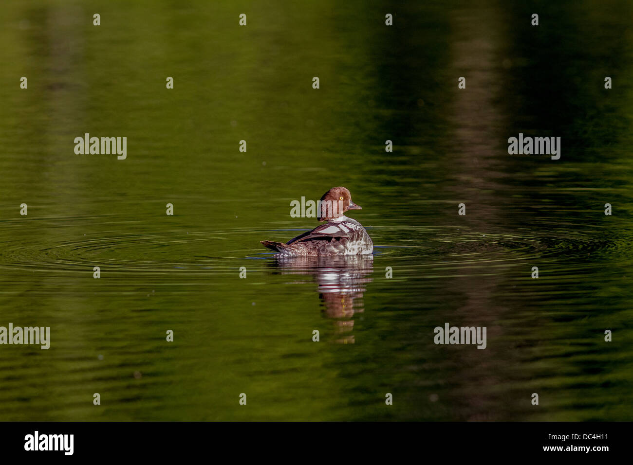 Gemeinsamen weiblichen Goldeneye (Bucephala Clangula) Mutter in der Abendsonne. Shadow Mountain, Cranbrook, BC, Kanada Stockfoto