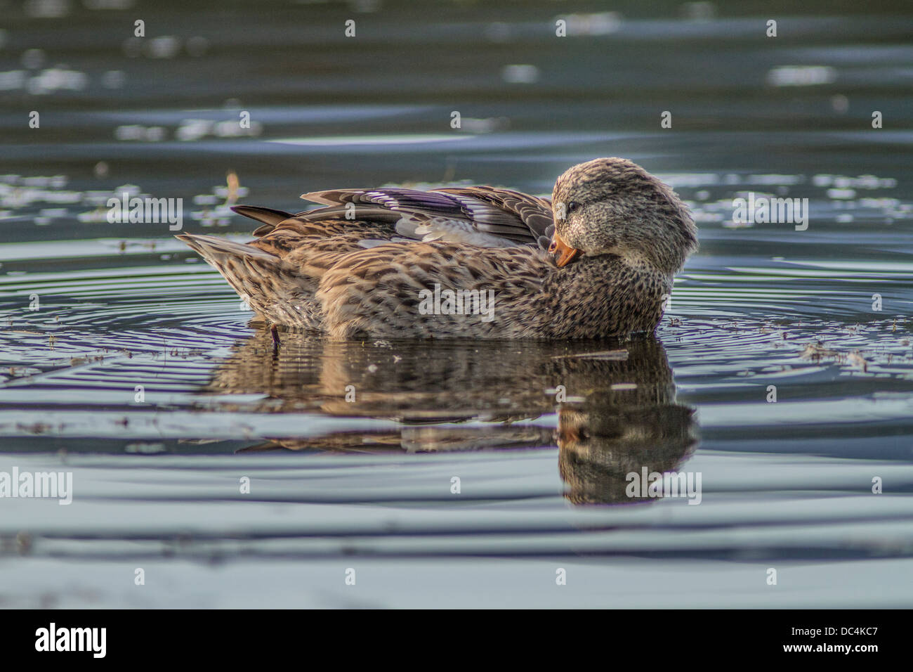 Weibliche Stockente Stockente (Anes Platyrhynchos) im Wasser, putzen ihr Gefieder am Bow River, Calgary, Alberta, Kanada Stockfoto