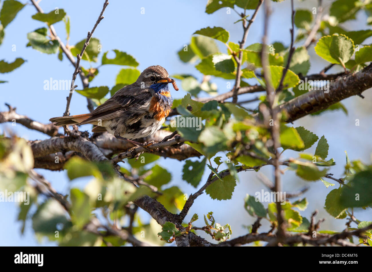 Blaukehlchen (Luscinia Svecica) dabei, ihre Jungen zu füttern Stockfoto