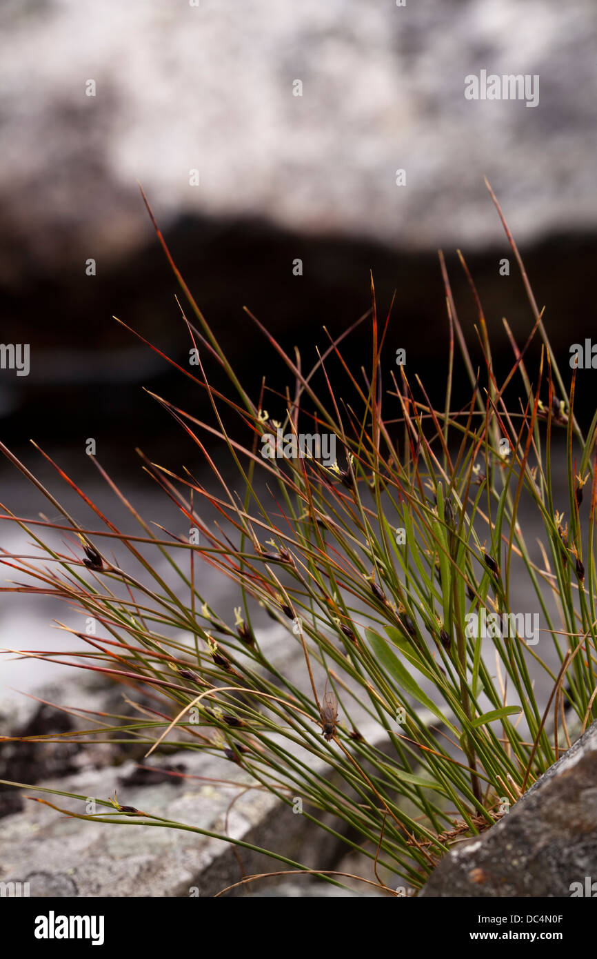 Highland Rush (Juncus Trifidus) Stängel und Blüten Stockfoto