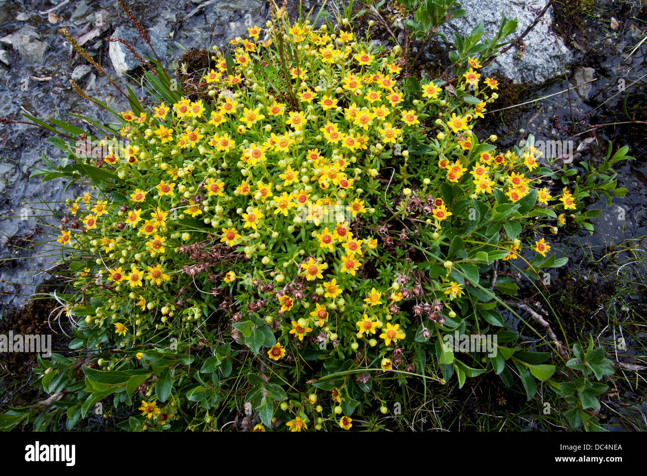 Gelben Berg Steinbrech (Saxifraga Aizoides) Blume Busch Stockfoto