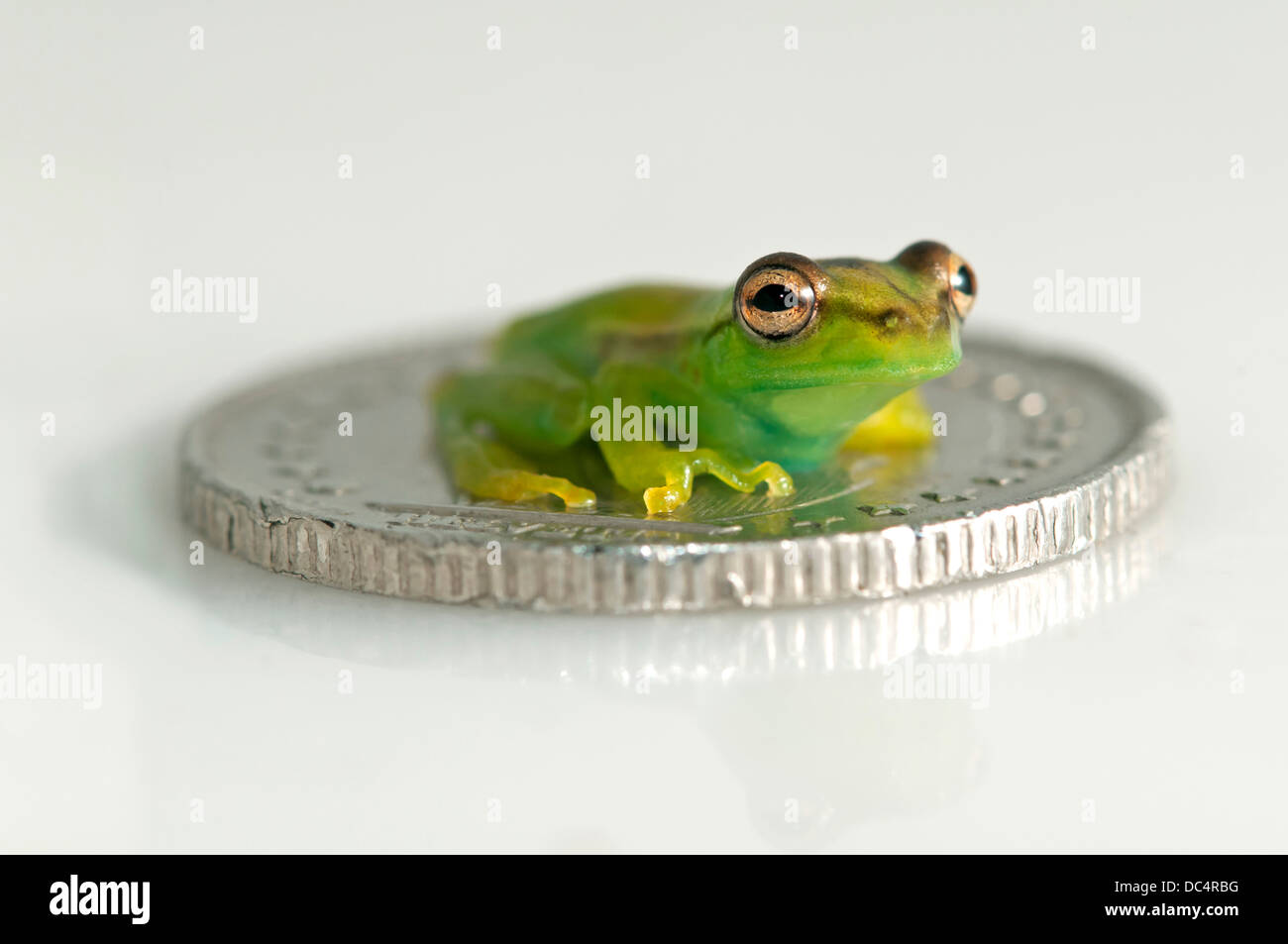 Juvenile Orinoco Lime Tree frog (Sphaenorhynchus Lacteus) sitzt auf einer Münze, Naturschutzgebiet Tambopata, Region Madre De Dios, Stockfoto