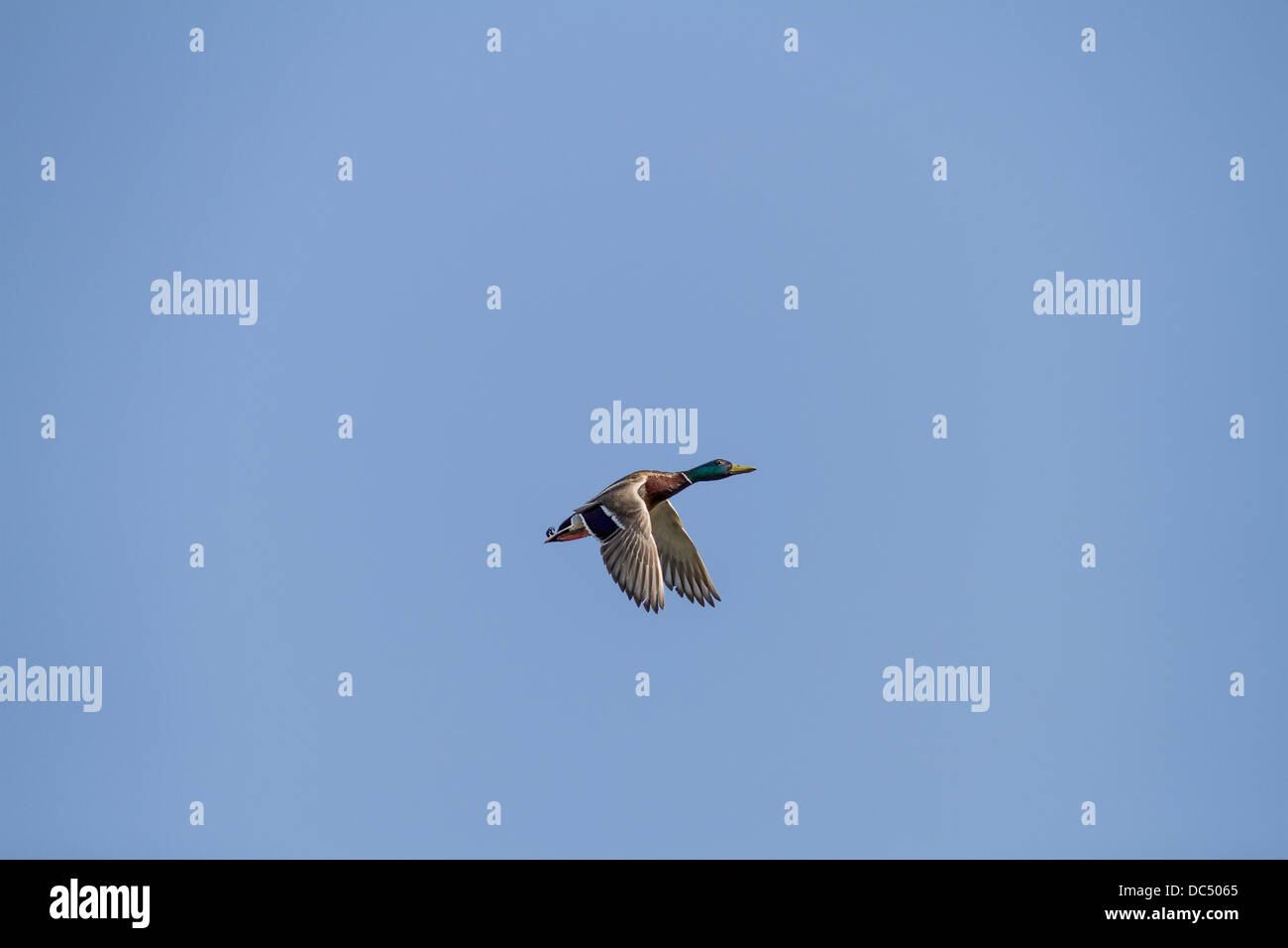 Bunte männliche Stockente Stockente (Anes Platyrhynchos) im Flug, mit Flügeln unten Johnsons Island, Alberta, Canada Stockfoto