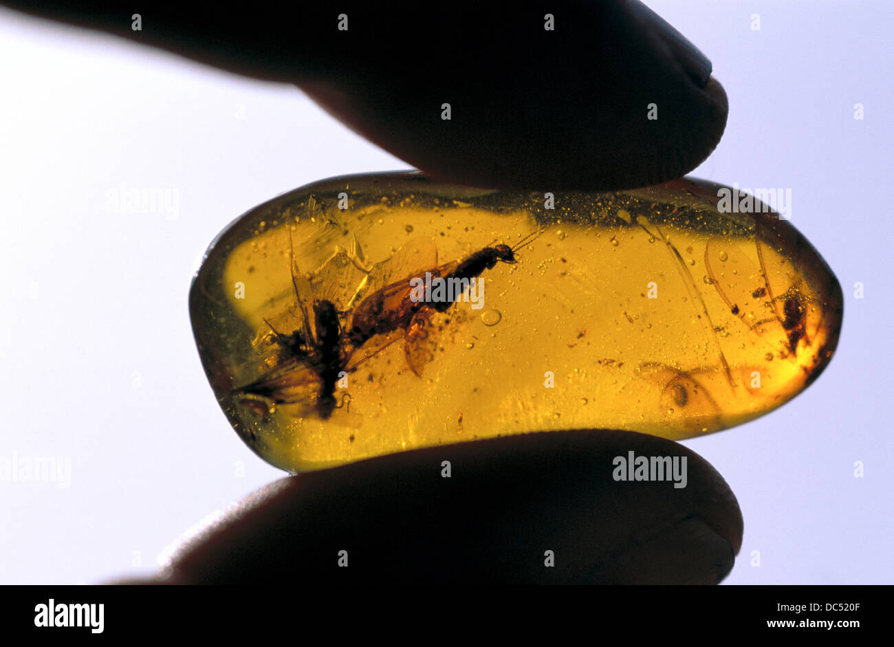 Insekt Im Ambar Dominikanische Republik Stockfoto Bild 59118319