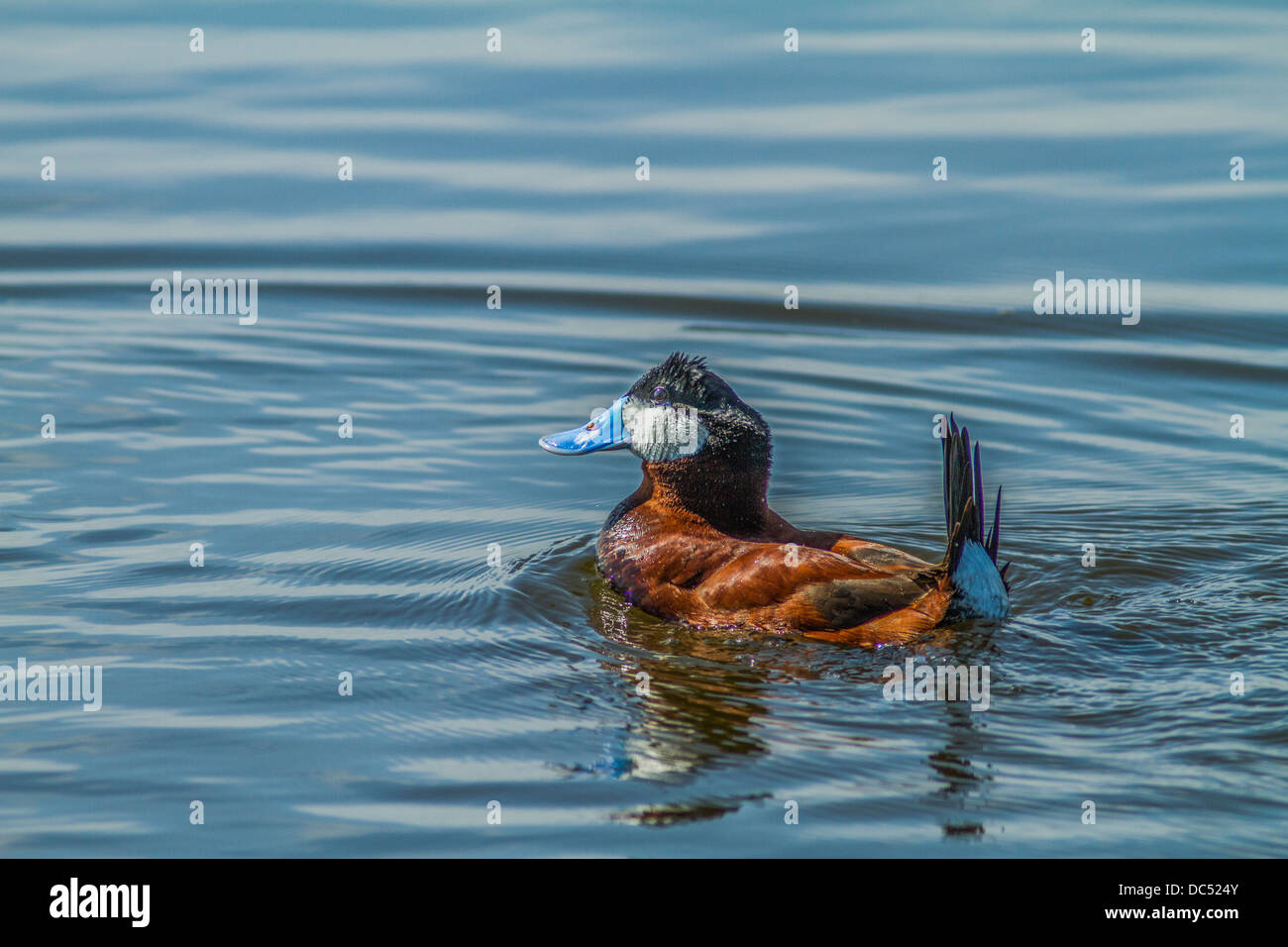 Ruddy Duck, Männlich (Anas Clypeata) farbige Reich männlichen Ruddy Duck mit Spiegelbild im Wasser. Frank Lake, Alberta, Kanada Stockfoto