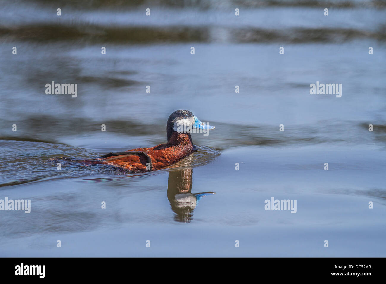 Ruddy Duck, Männlich (Anas Clypeata) farbige Reich männlichen Ruddy Duck mit Spiegelbild im Wasser. Frank Lake, Alberta, Kanada Stockfoto