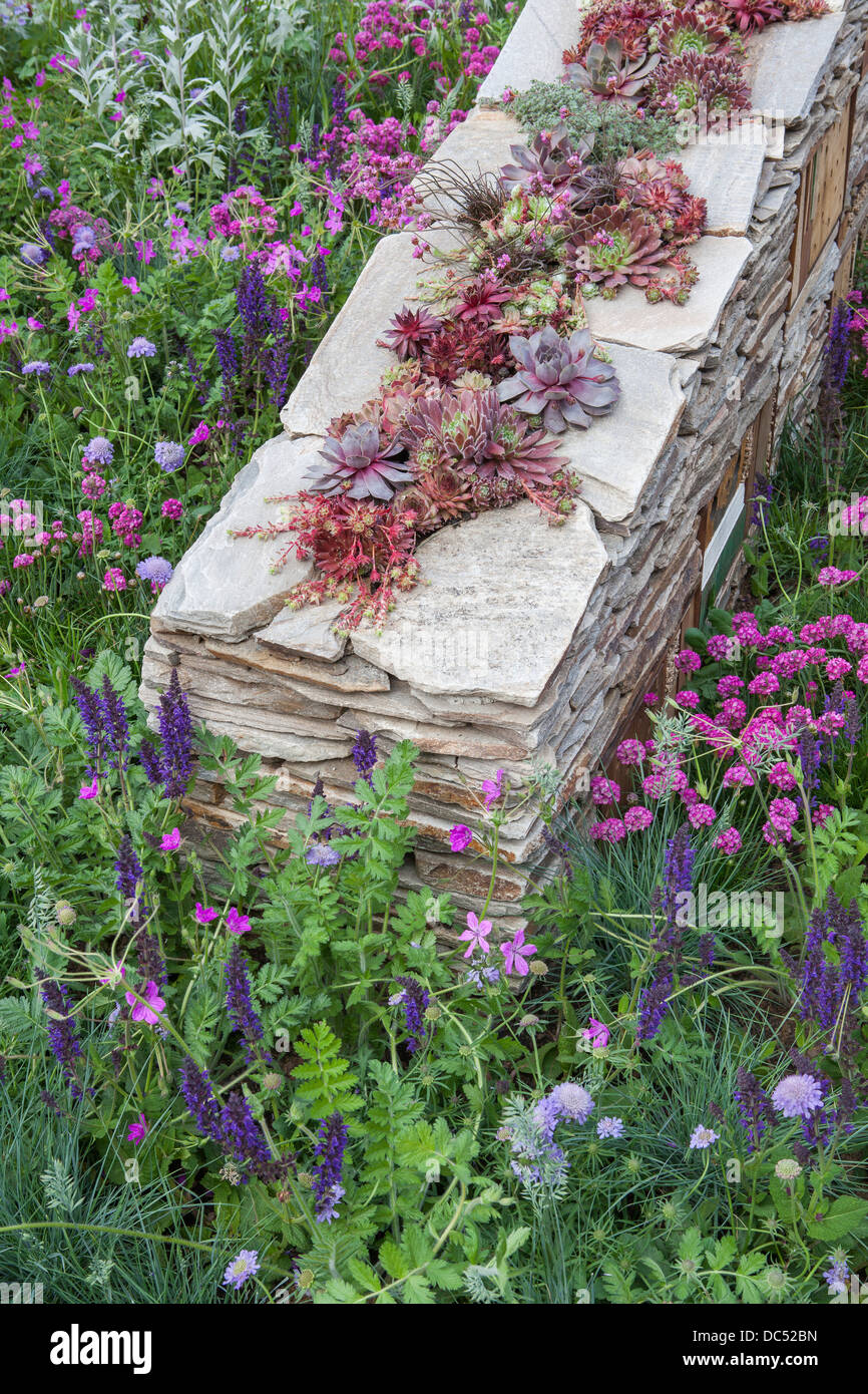 Trockenmauer mit Lebensräumen und Sempervivum innen Stockfoto