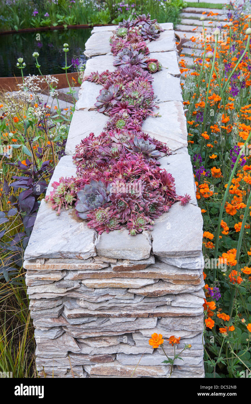 Trockenmauer mit Lebensräumen und Sempervivum innen Stockfoto