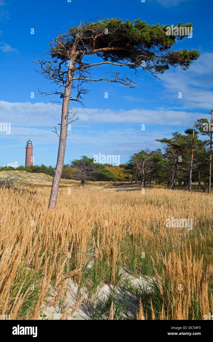 Europa, Deutschland, Mecklenburg-Vorpommern, Fischland-Darß-Zingst, Prerow Leuchtturm Darßer Ort Stockfoto