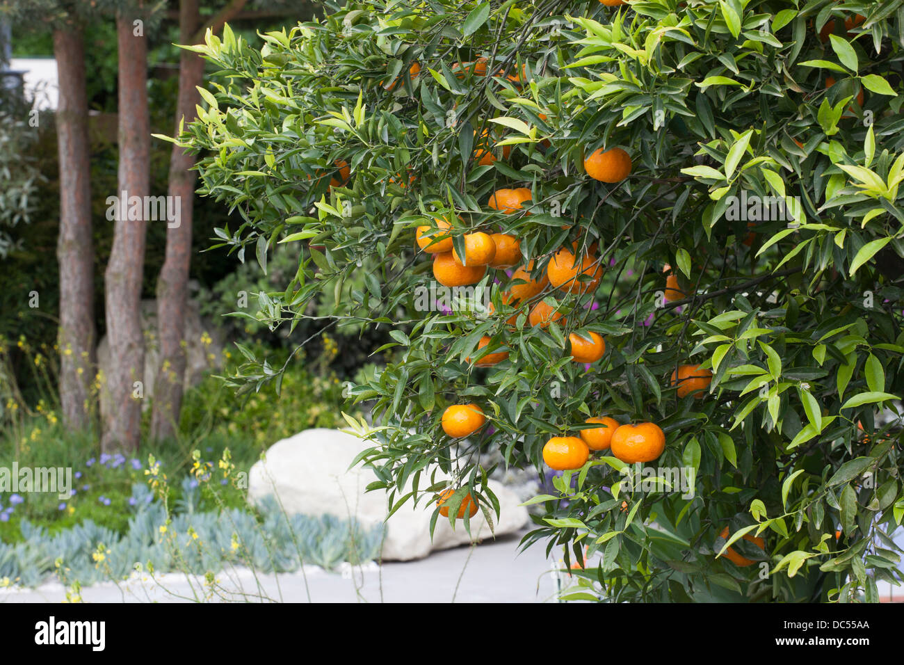 Moderne Liegestühle neben Swimmingpool im Garten im modernen mediterranen Stil Stockfoto