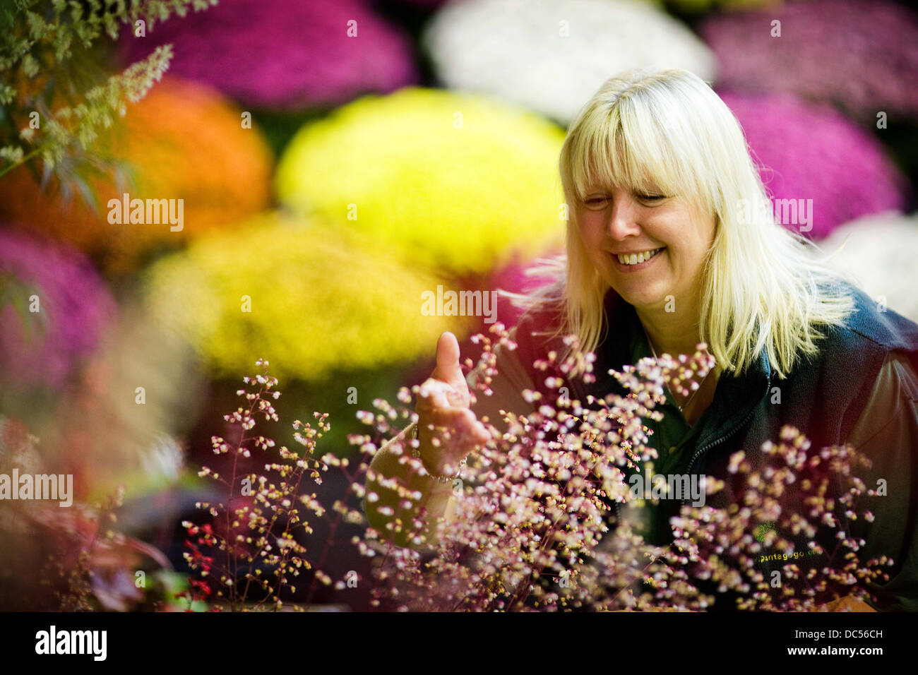 Vorbereitungen für die Harrogate Herbst Flower Show, Yorkshire 2012, die vom 14.-16. September läuft. Vicky-Fox Stockfoto