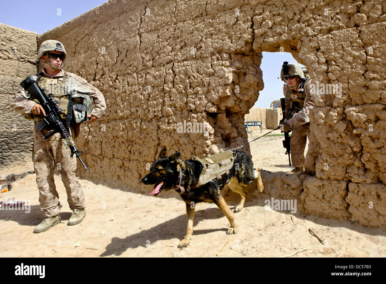 US Marine CPL Quinton McCloud und Zamp, seinem improvisierten Sprengkörpern Detektor Hund suchen eine Verbindung nach versteckten Sprengstoff während Betrieb Grizzly 29. Juli 2013 in der Provinz Helmand, Afghanistan. Stockfoto