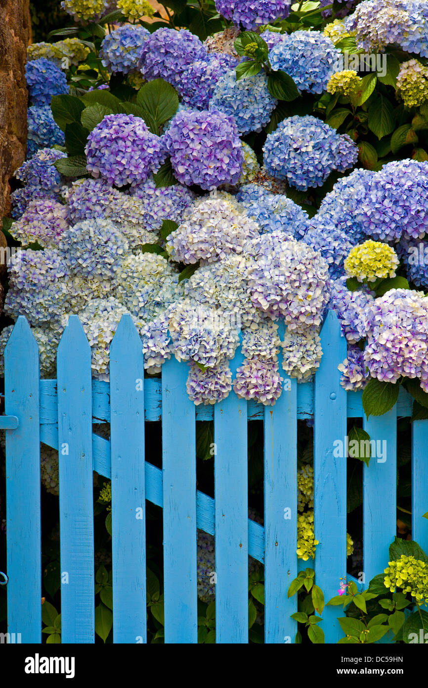Hortensien und blauen Tor Stockfoto