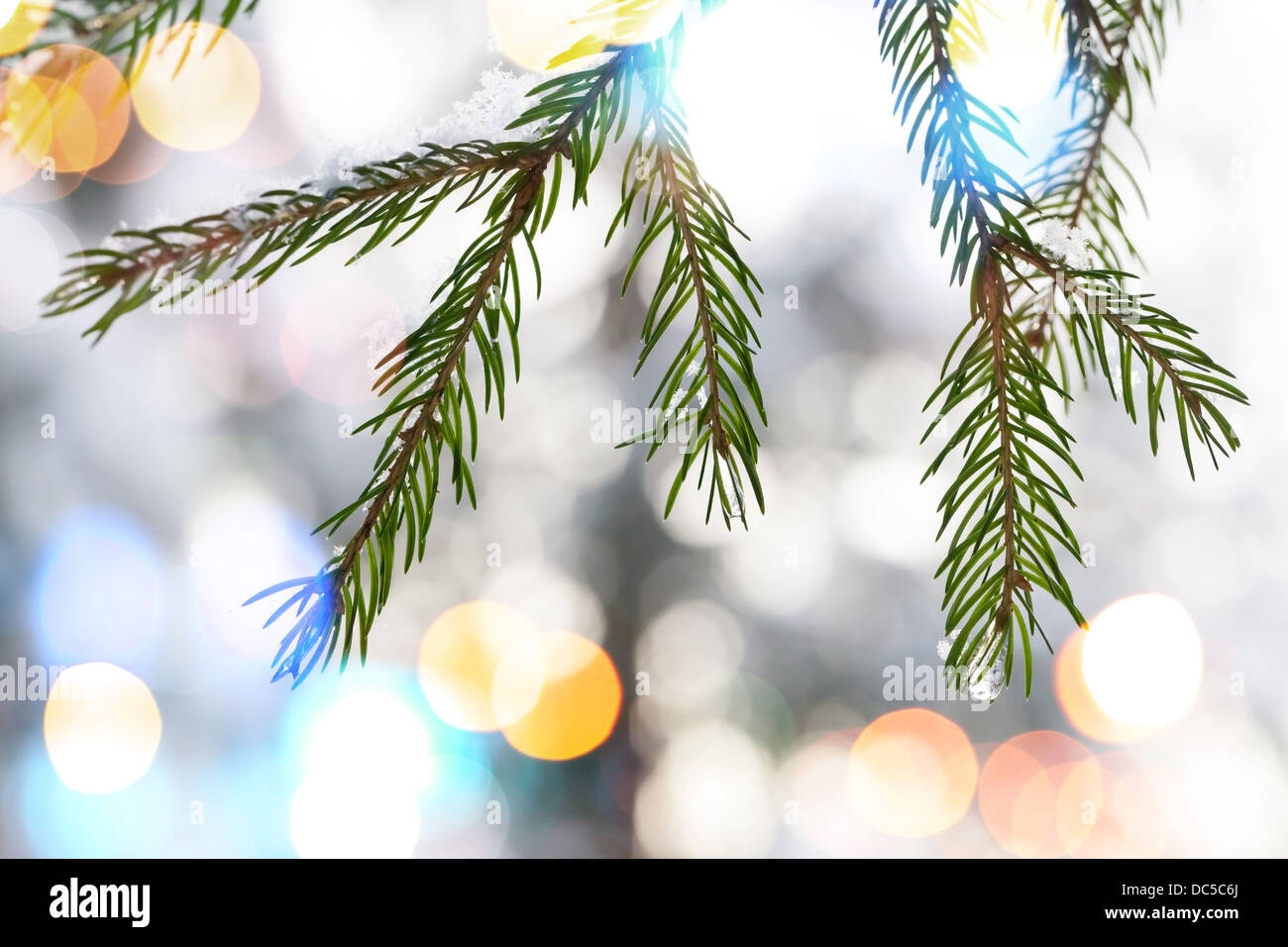 Tanne Äste mit Schnee und bunte Lichter bokeh Stockfoto