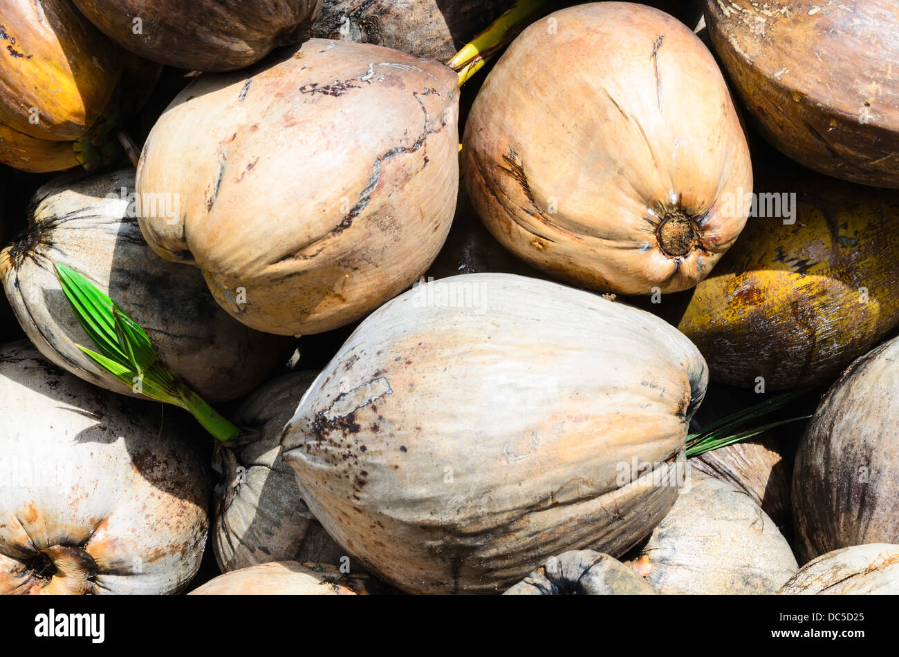 viele Kokosnuss im Garten Stockfoto