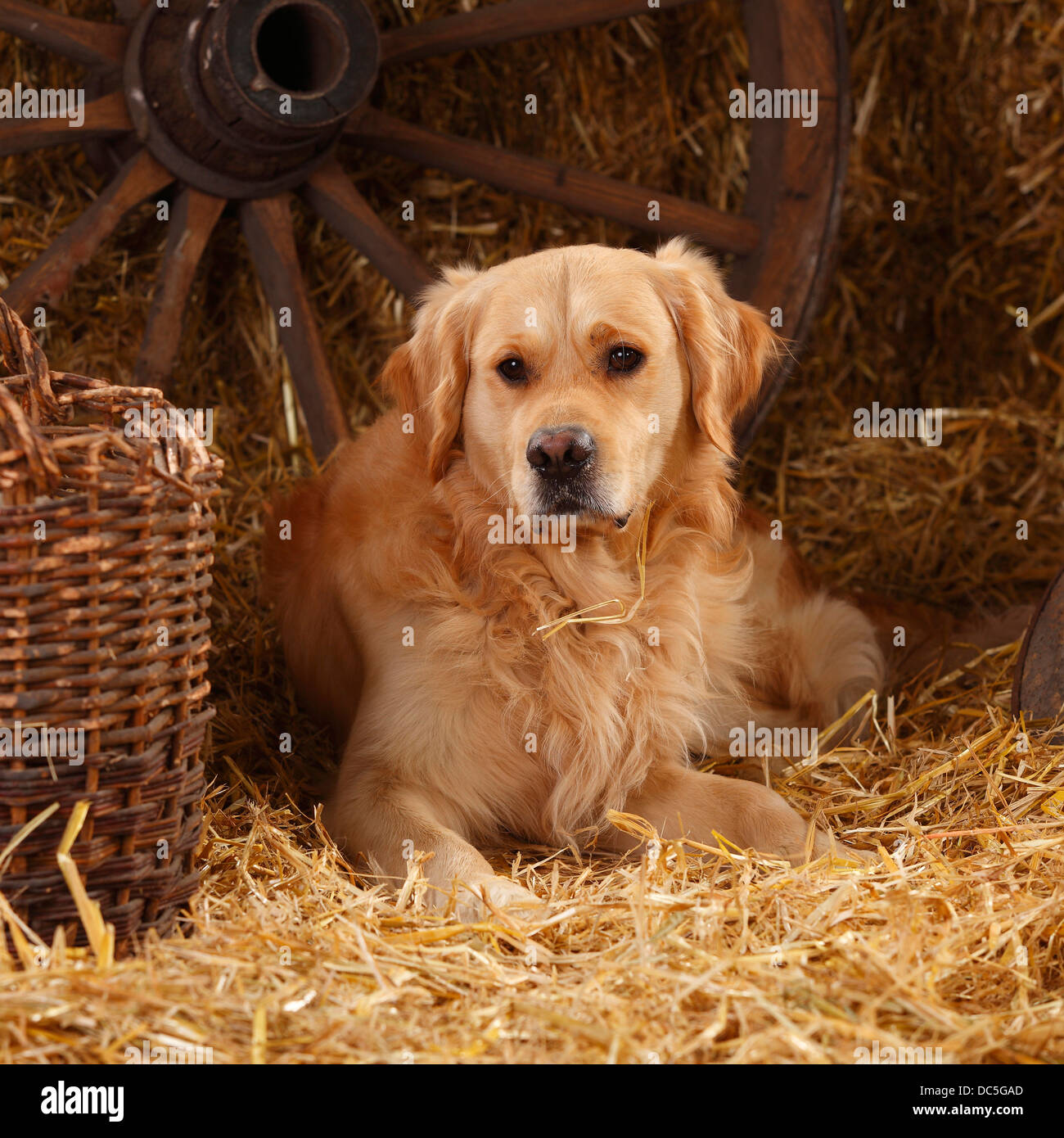 Golden Retriever | Golden Retriever, Ruede Stockfoto
