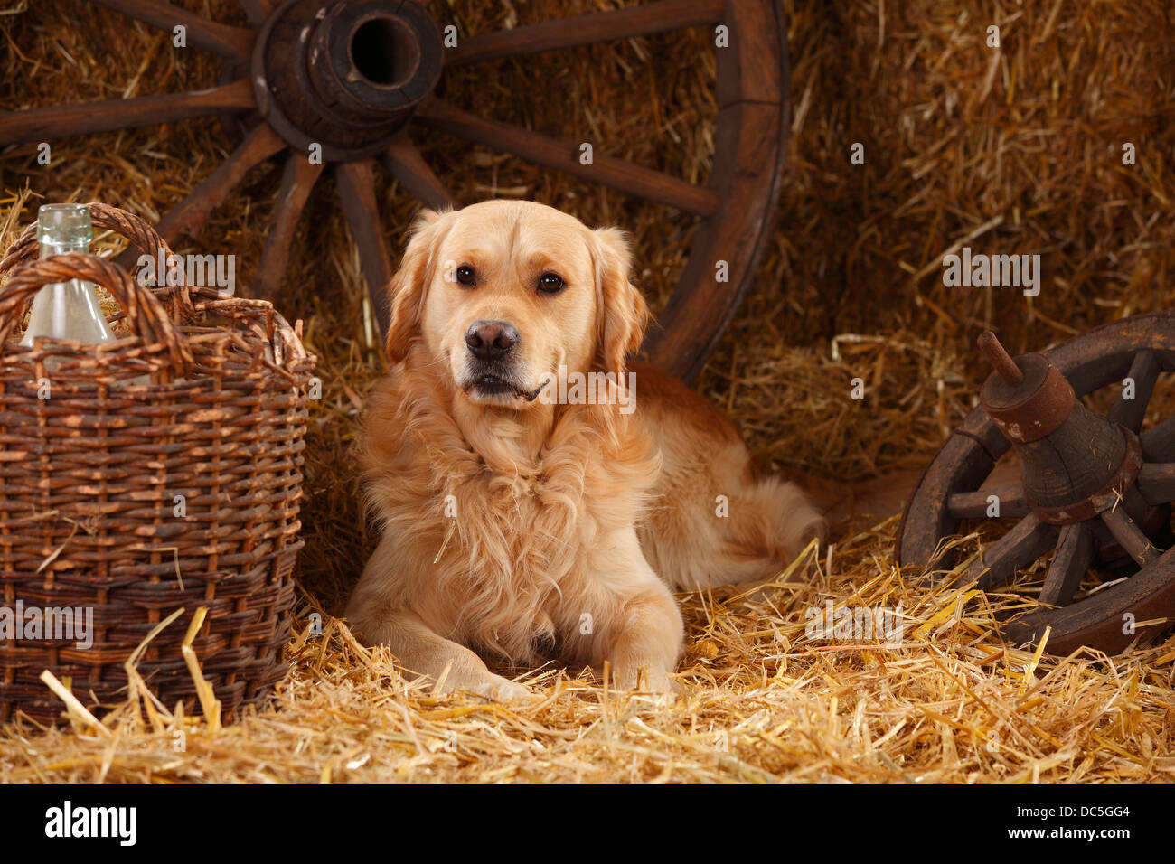 Golden Retriever | Golden Retriever, Ruede Stockfoto
