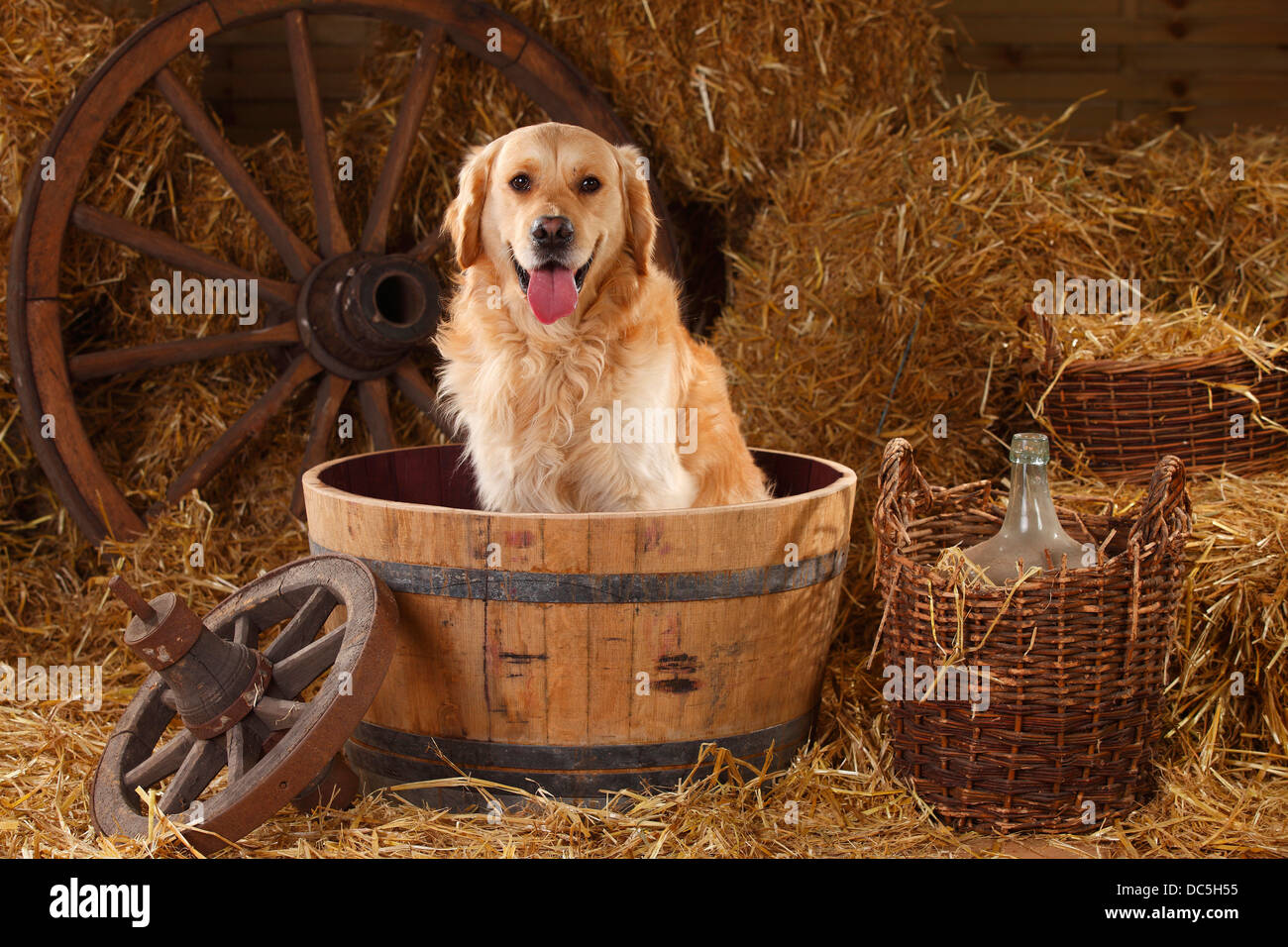 Golden Retriever | Golden Retriever, Ruede Stockfoto