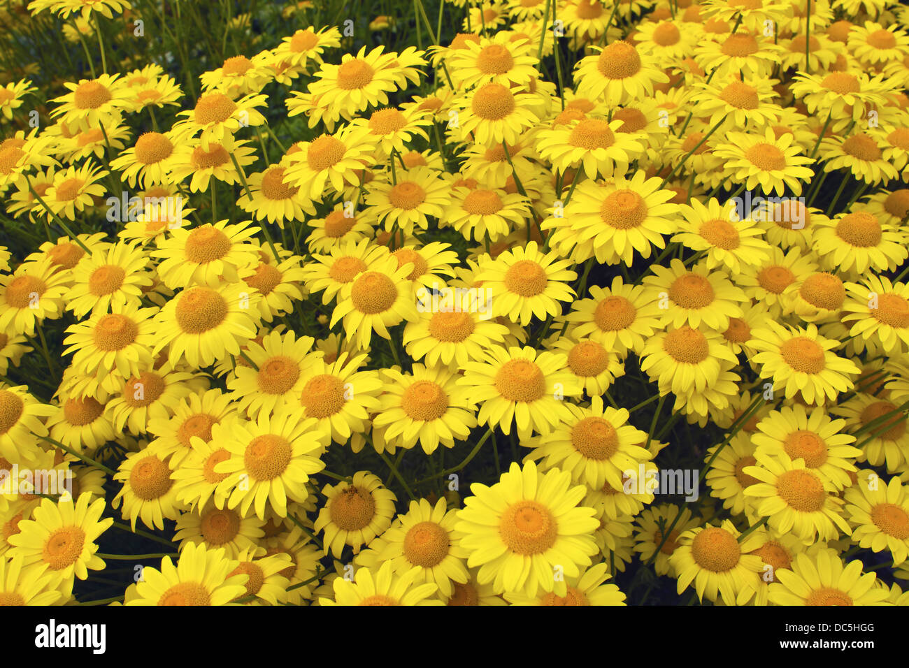 Marguerite Daisy gelb (Anthemis Tinctoria Kelwayi) in einem Garten. Stockfoto