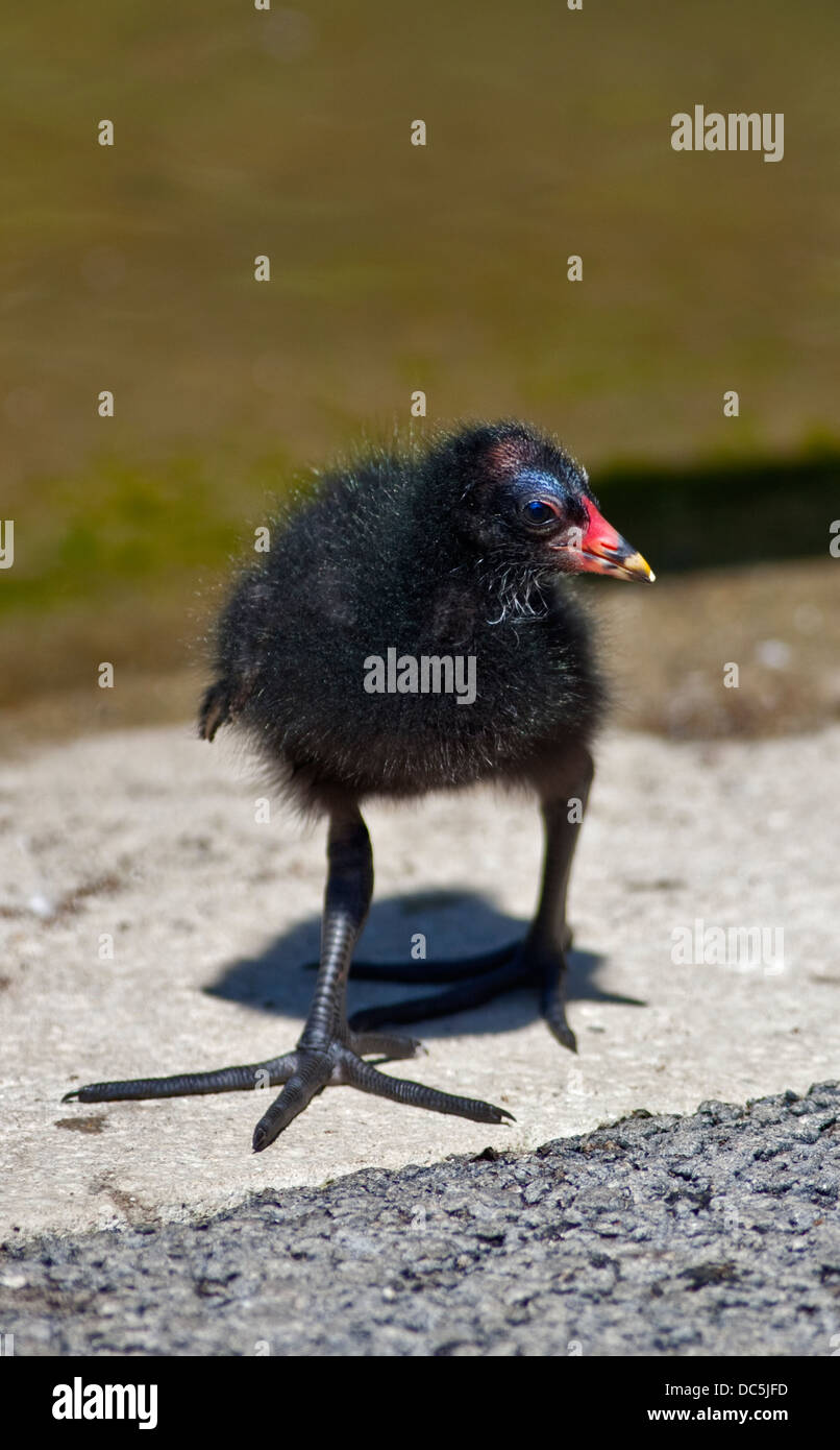 Gemeinsamen Teichhuhn-Küken (Gallinula Chloropus) Stockfoto