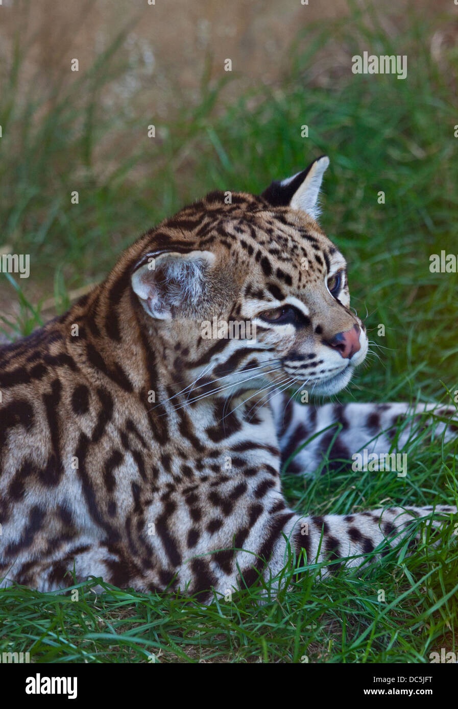 Ozelot (pardalis Pardalis) Stockfoto