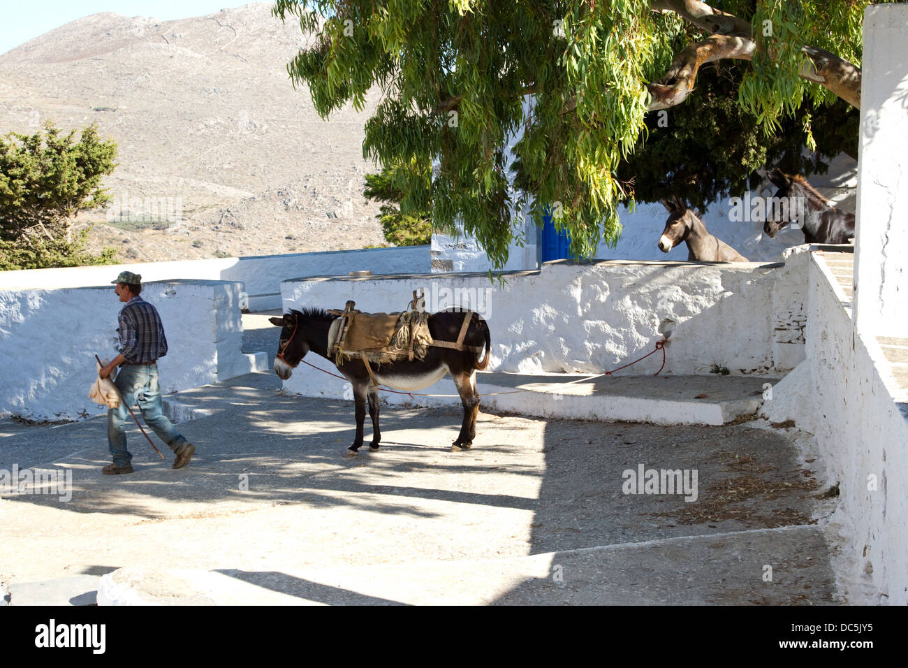 Griechischer Mann geht vorbei an Esel, Maultiere Blick auf Stockfoto