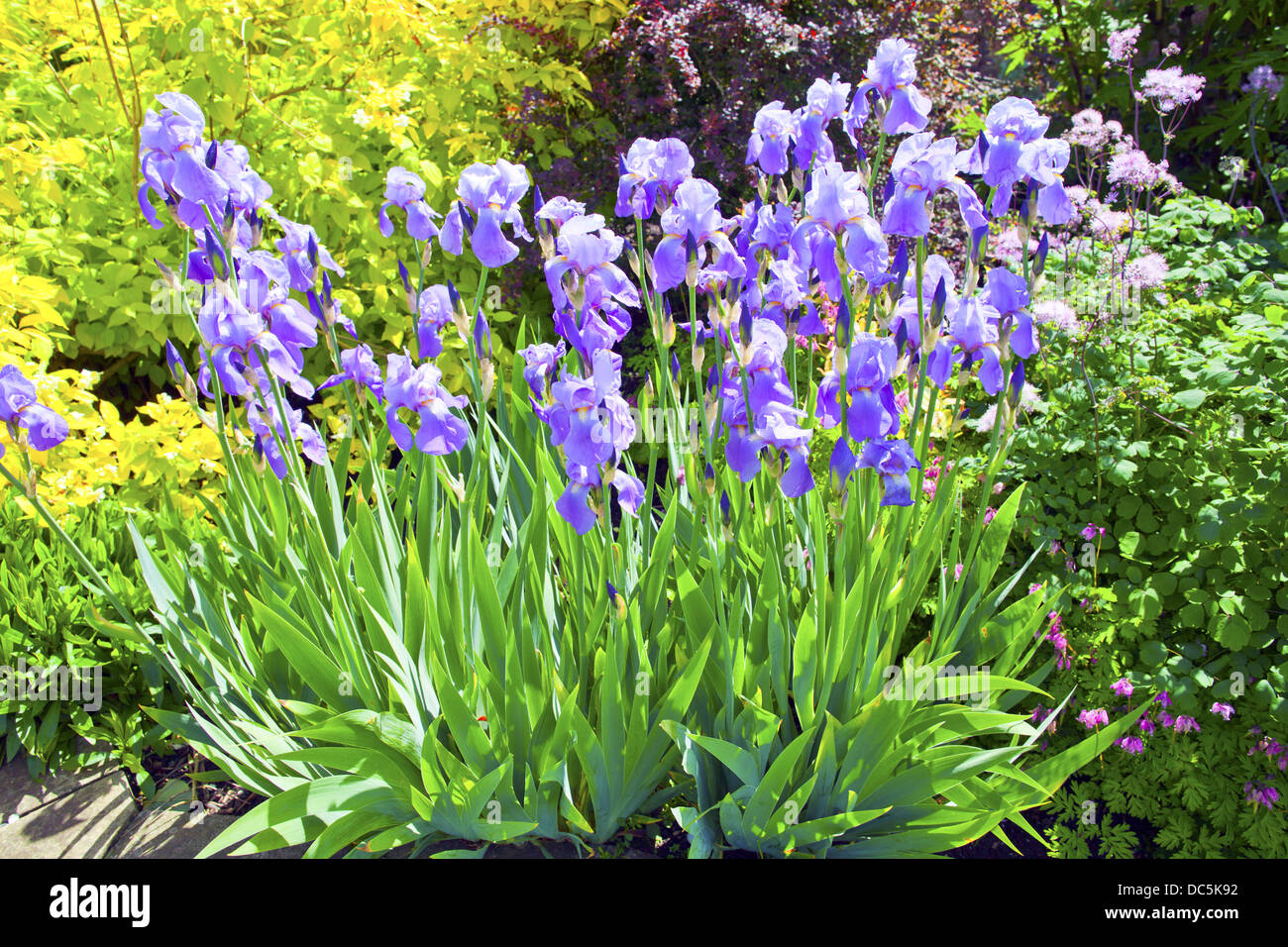 Blaue Iris Blütenpflanzen in einem Garten. Stockfoto