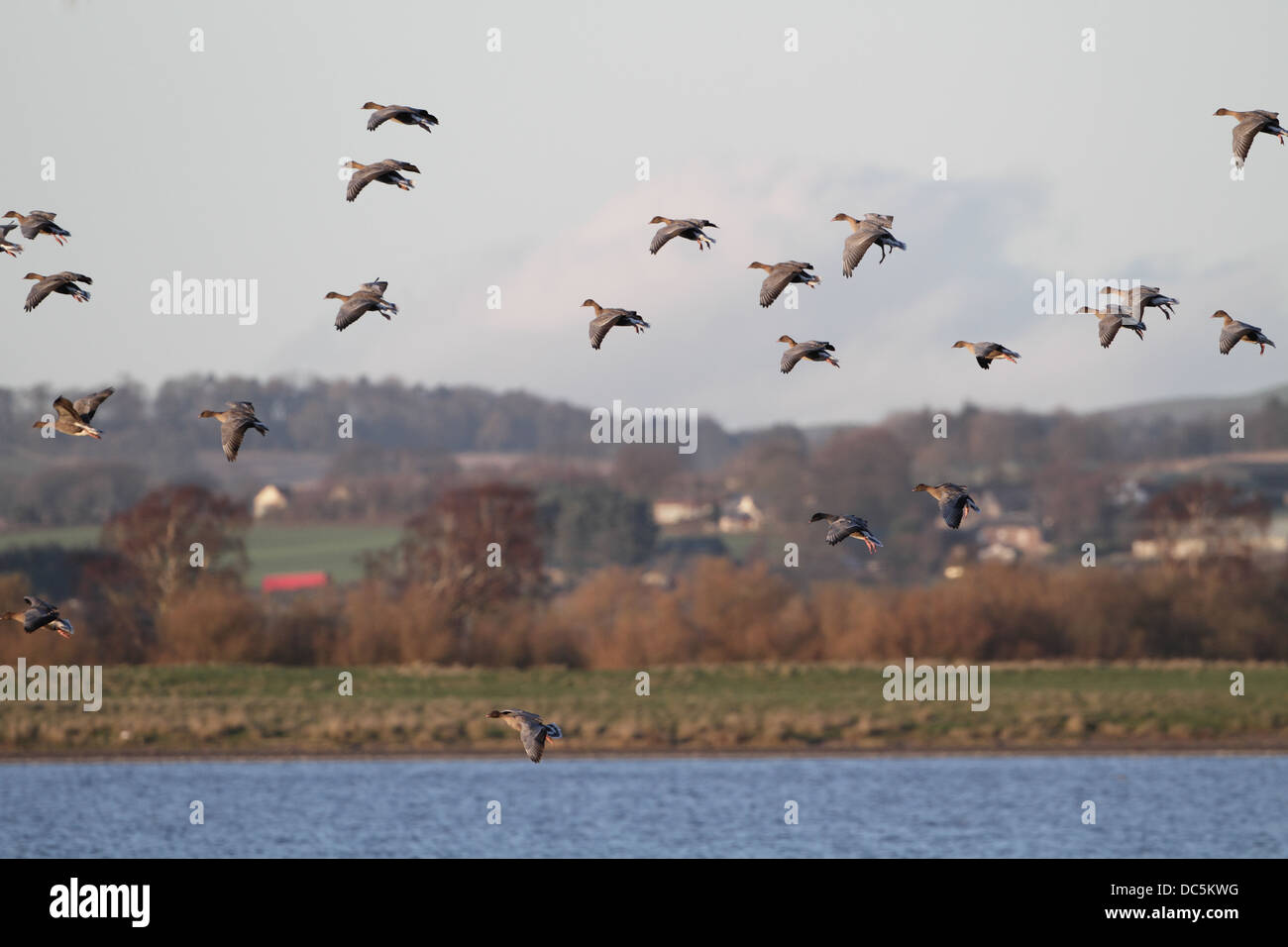 Pink-footed Gänse, Anser Brachyrhynchus nähert sich landfall Stockfoto