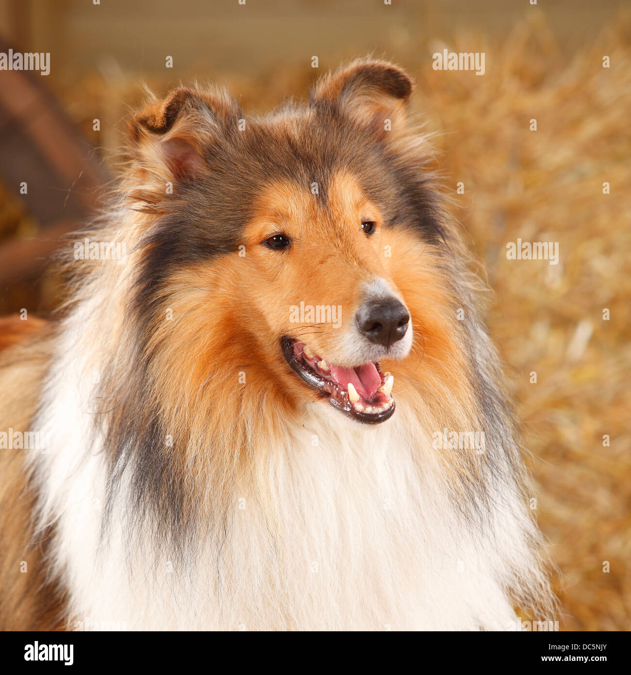 Rough Collie, Männlich, 3 Jahre | Schottischer Schaeferhund, Ruede, 3 Jahre / Collie Stockfoto