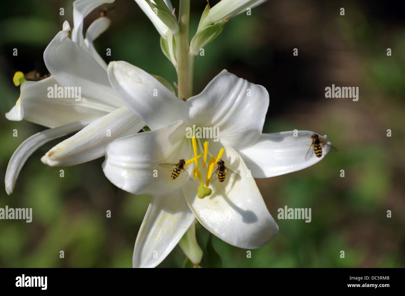 wie eine Wespe fliegen Sie (Syrphidae) saugen Nektar von Lilien Stockfoto