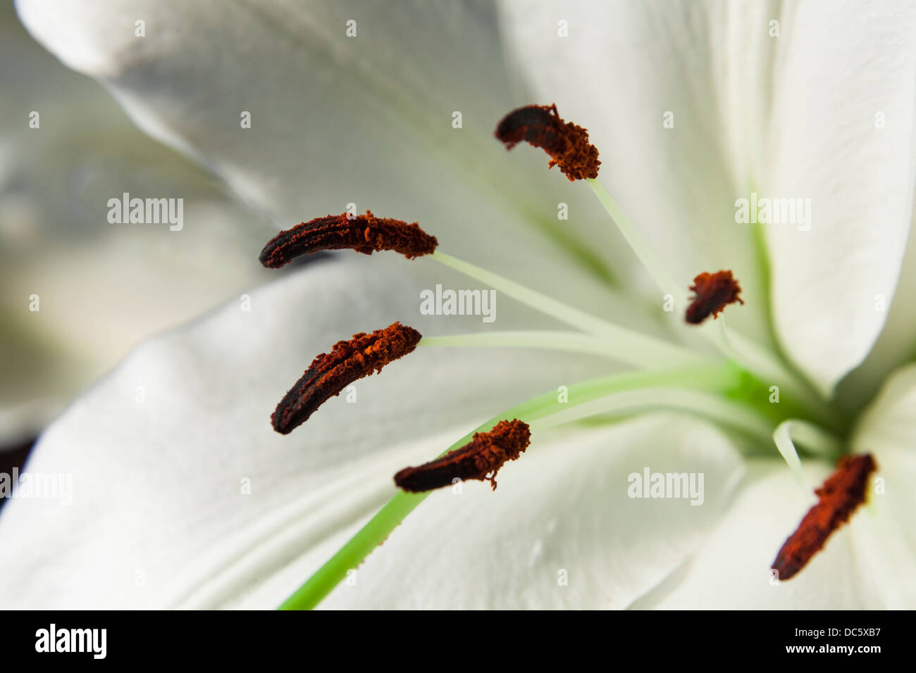 Extreme Nahaufnahme von weißen Asiatica Lilien zeigt Staubgefäße Stockfoto