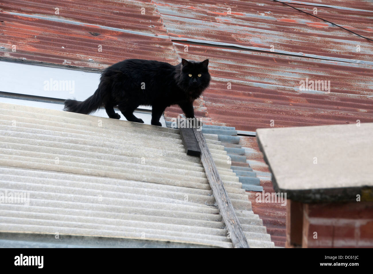 Bolivien Juni 2013. Schwarze Katze auf einem Wellblechdach Stockfoto